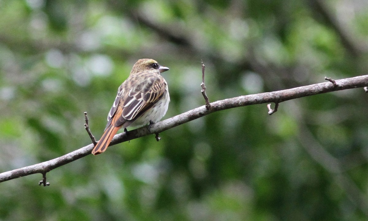 Streaked Flycatcher - ML39490361