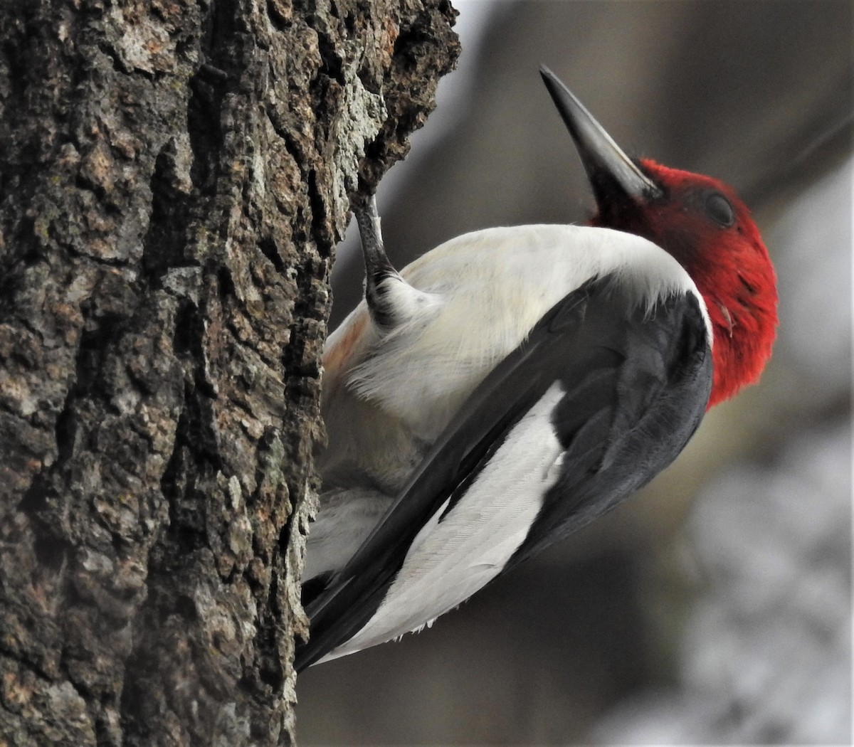 Red-headed Woodpecker - ML394903791