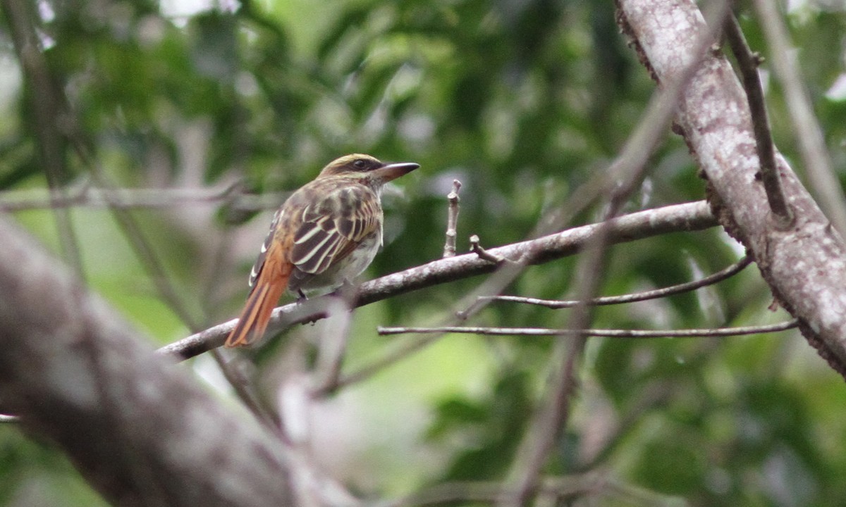 Streaked Flycatcher - ML39490391