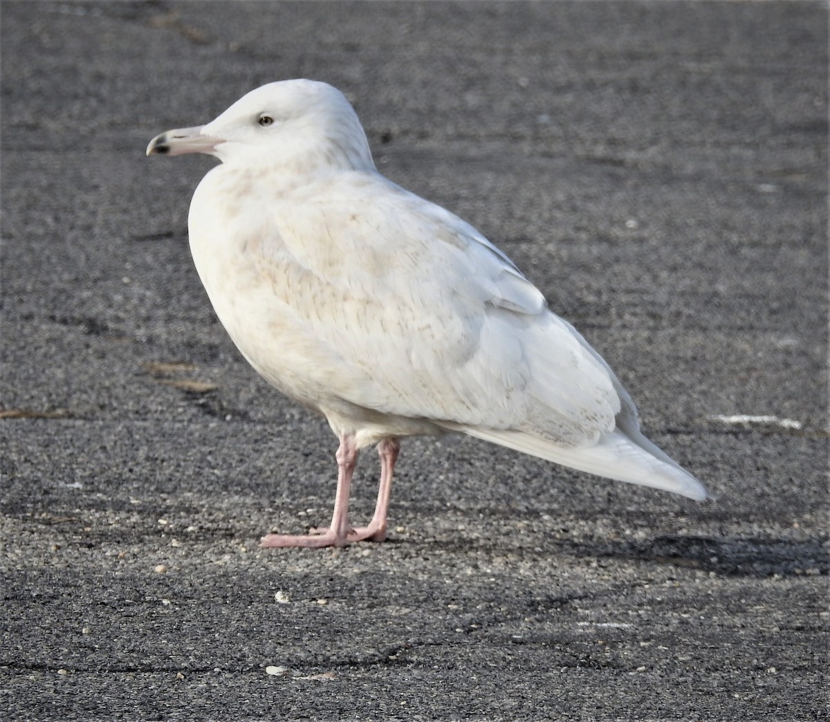 Glaucous Gull - ML394903941