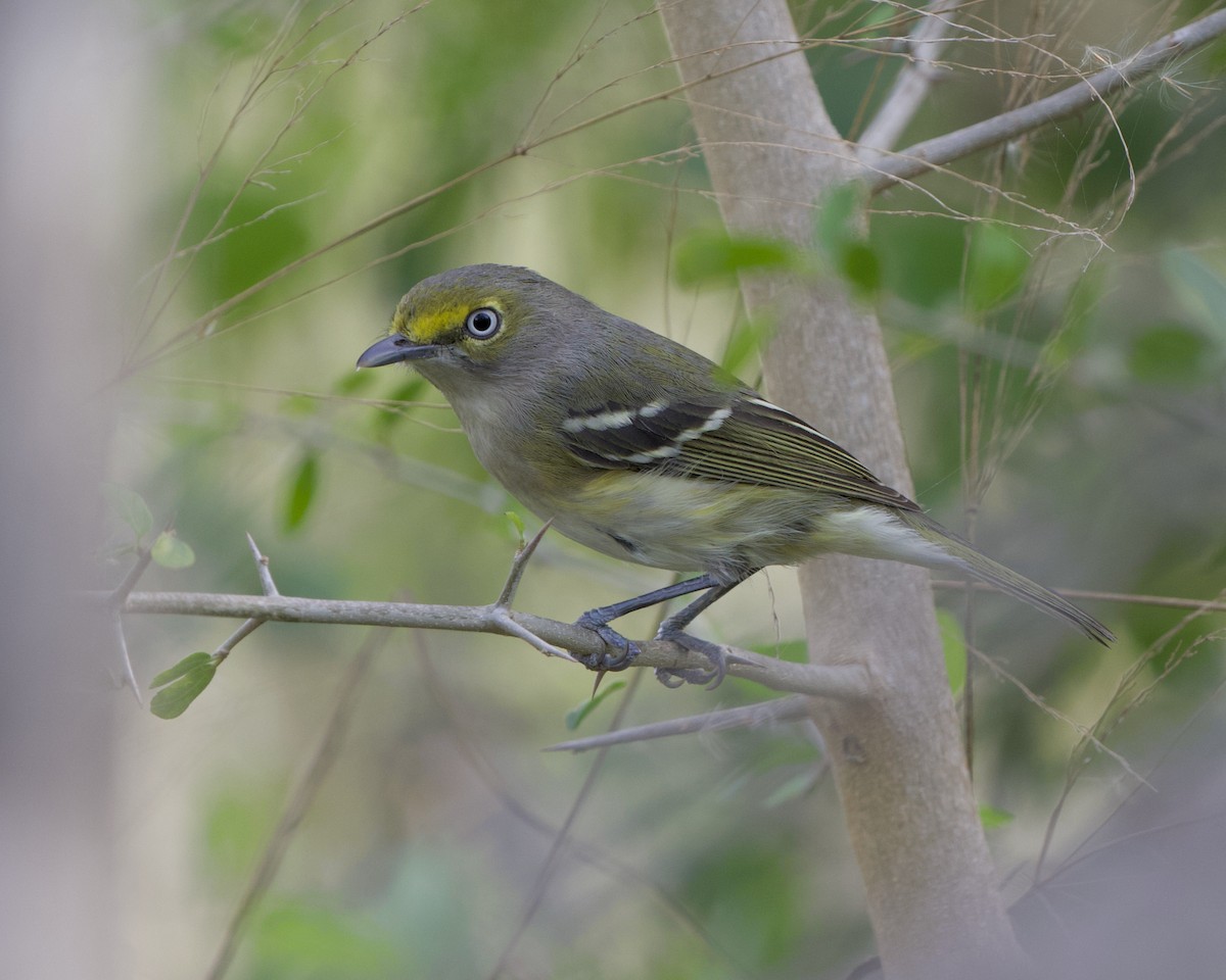 hvitøyevireo - ML394903961