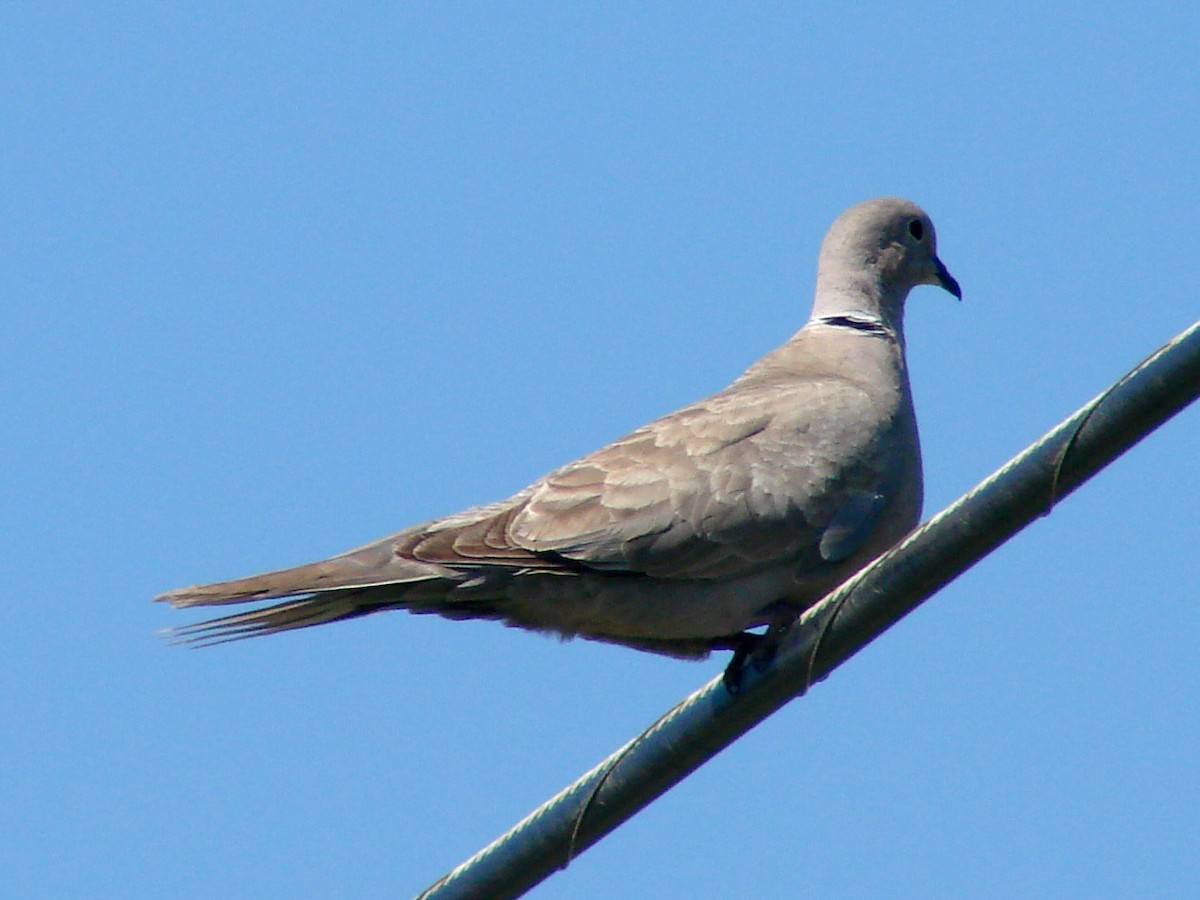 Eurasian Collared-Dove - ML39490441