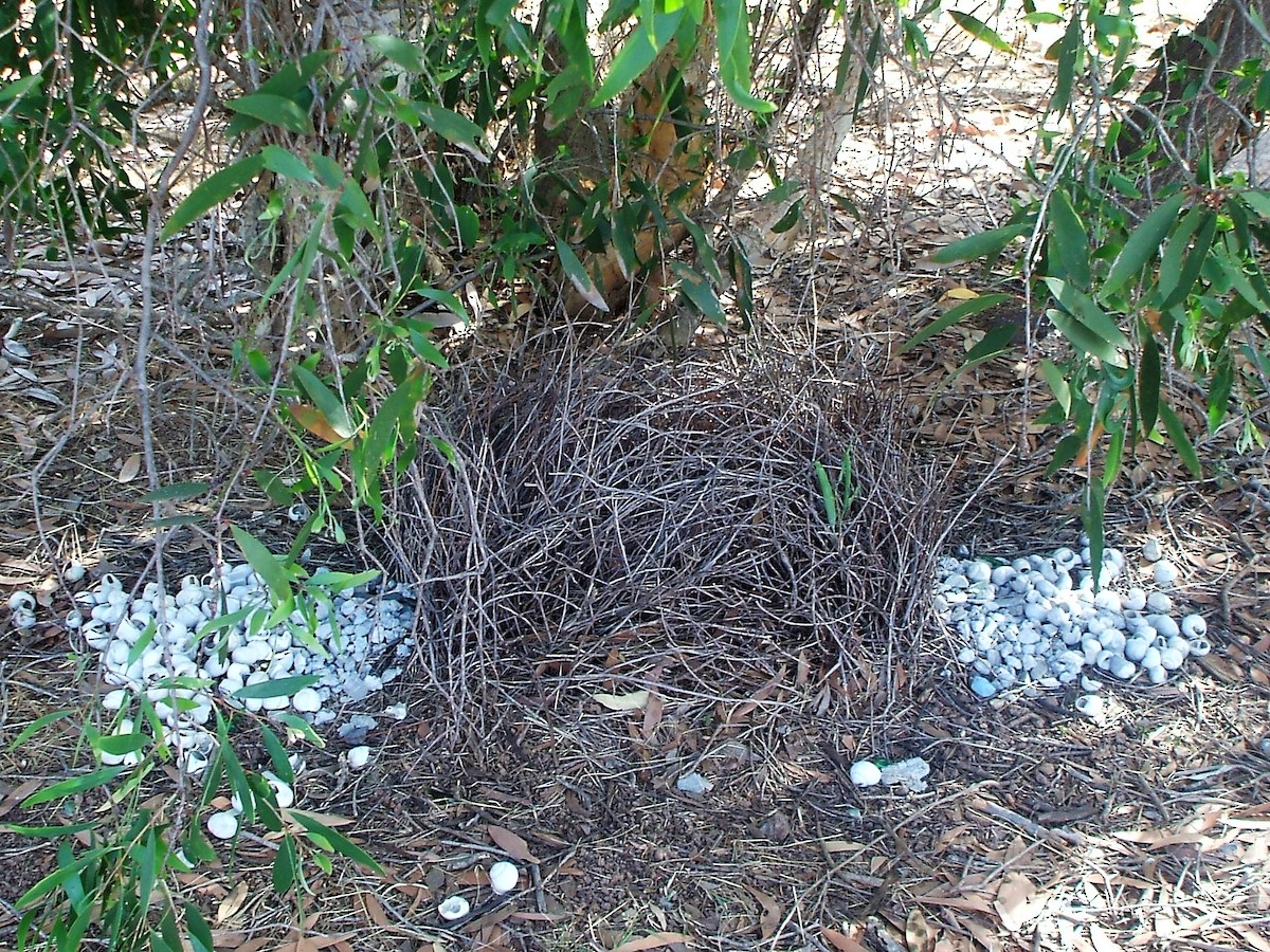 Great Bowerbird - ML394904551