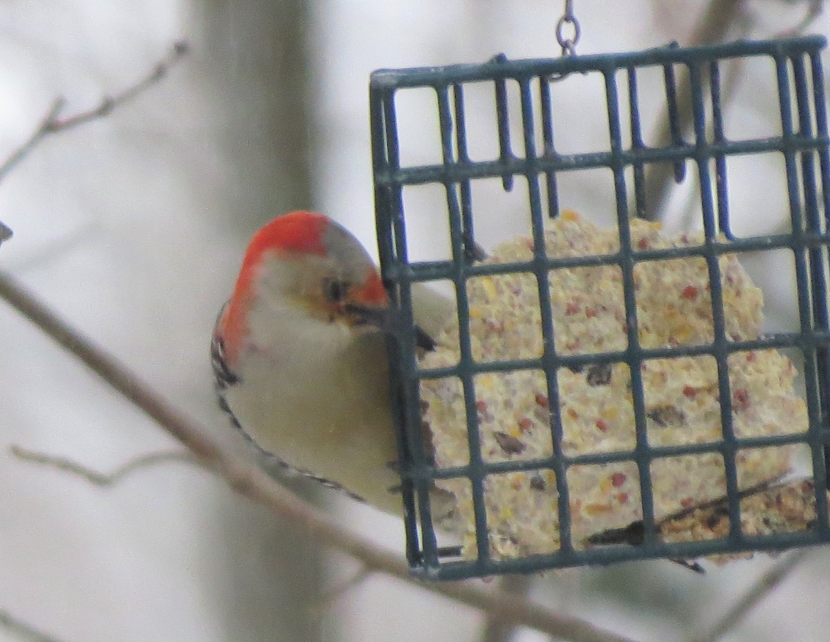 Red-bellied Woodpecker - Jerry Smith