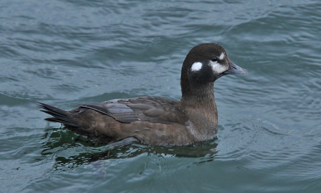 Harlequin Duck - Jeremiah Trimble