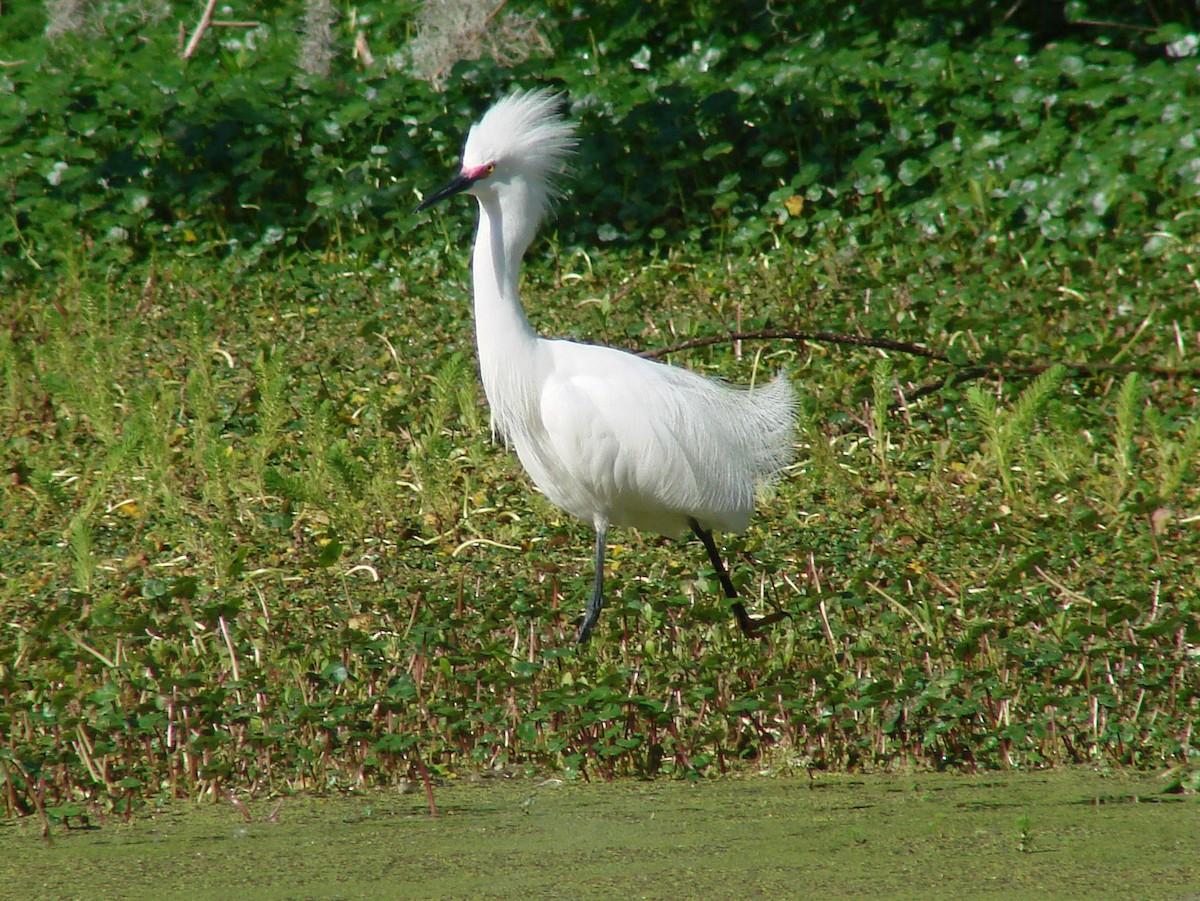 Snowy Egret - David Marjamaa