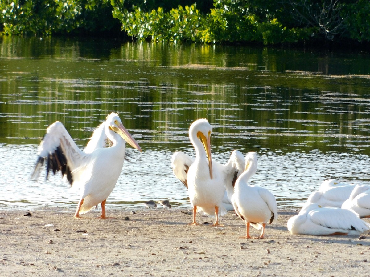 American White Pelican - ML394909771