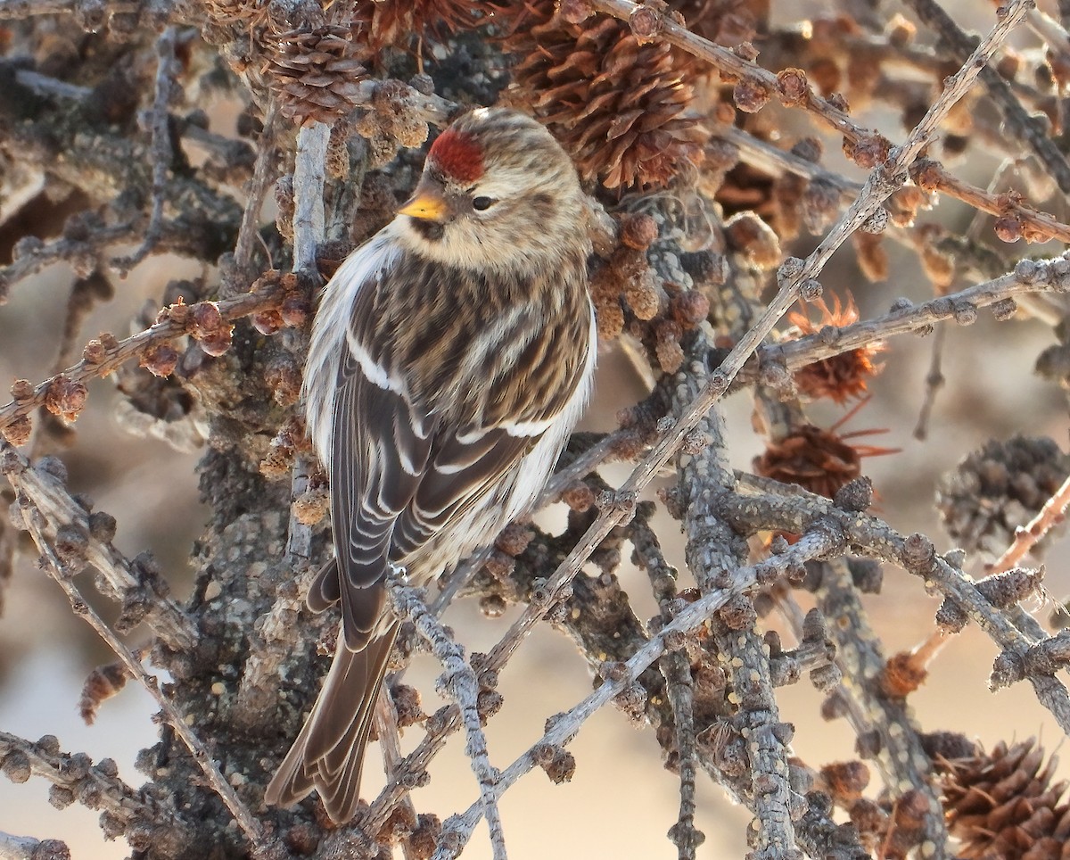 Common Redpoll - ML394910121