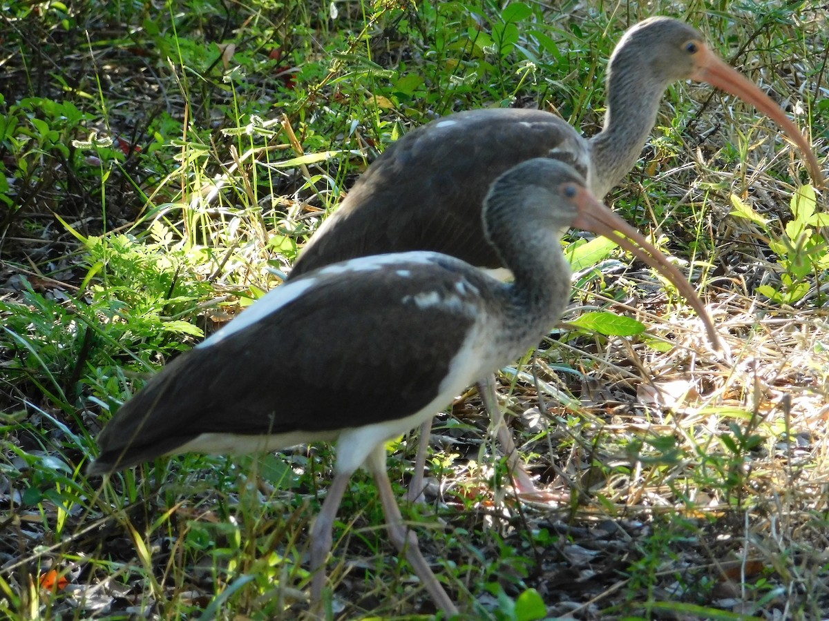 White Ibis - ML394910191