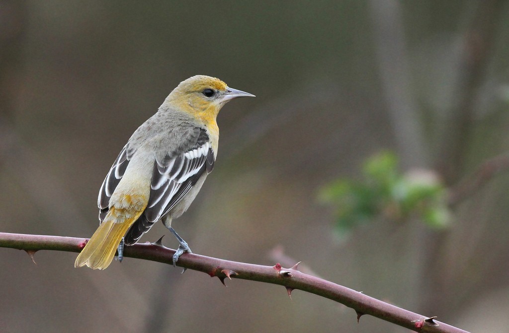 Baltimore Oriole - Jeremiah Trimble