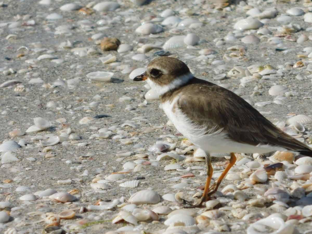 Semipalmated Plover - ML394910401