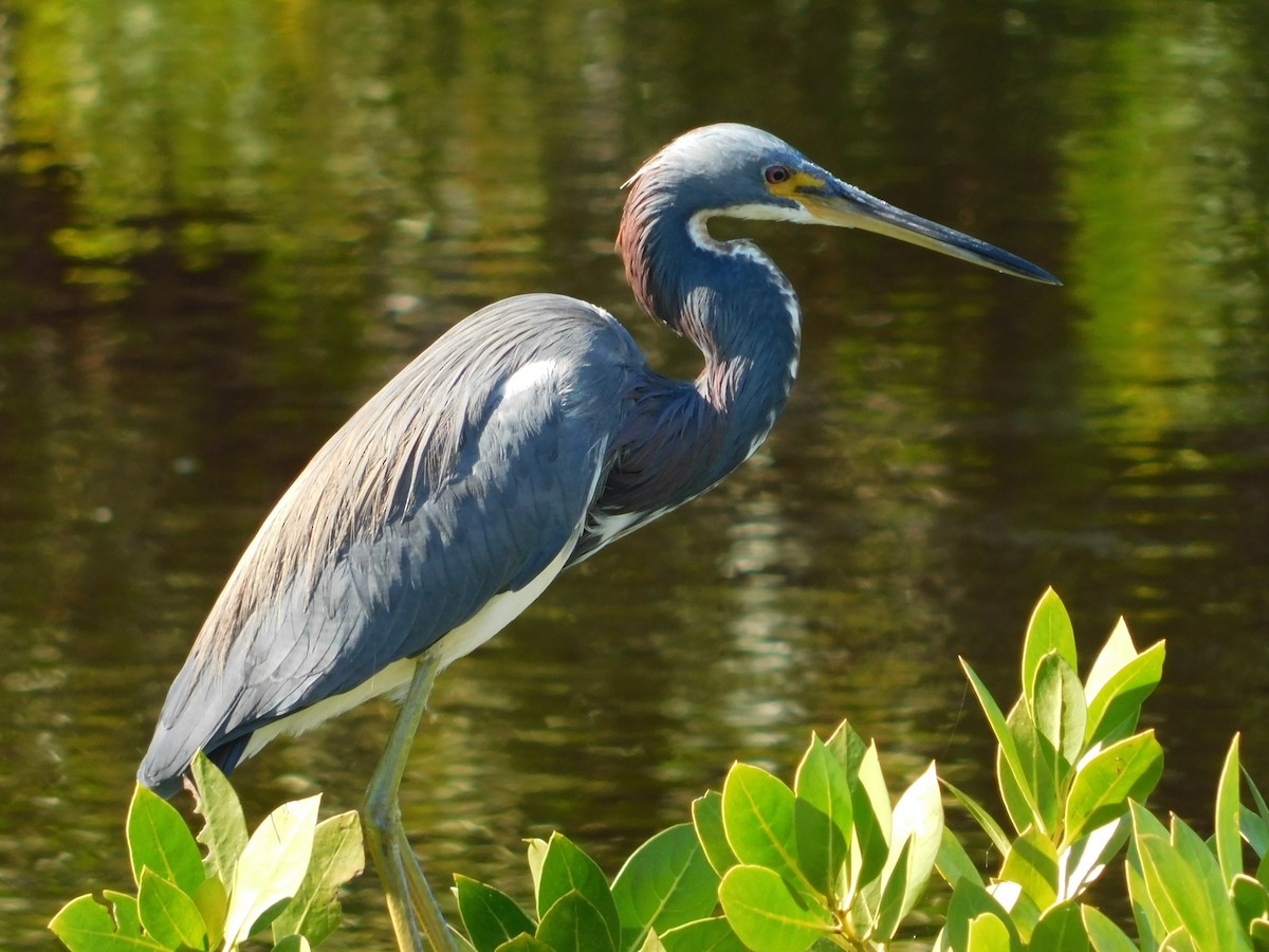 Tricolored Heron - ML394910611