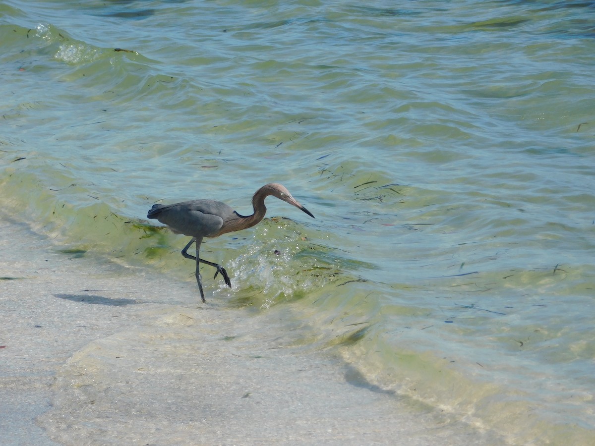 Reddish Egret - ML394911261