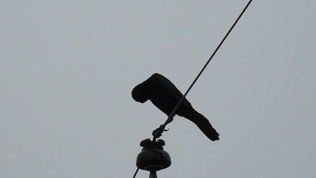 Boat-tailed Grackle - ML394912511