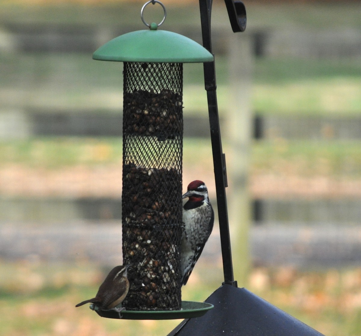 Yellow-bellied Sapsucker - ML394913291