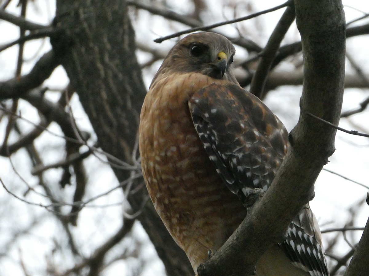Red-shouldered Hawk - ML394915191