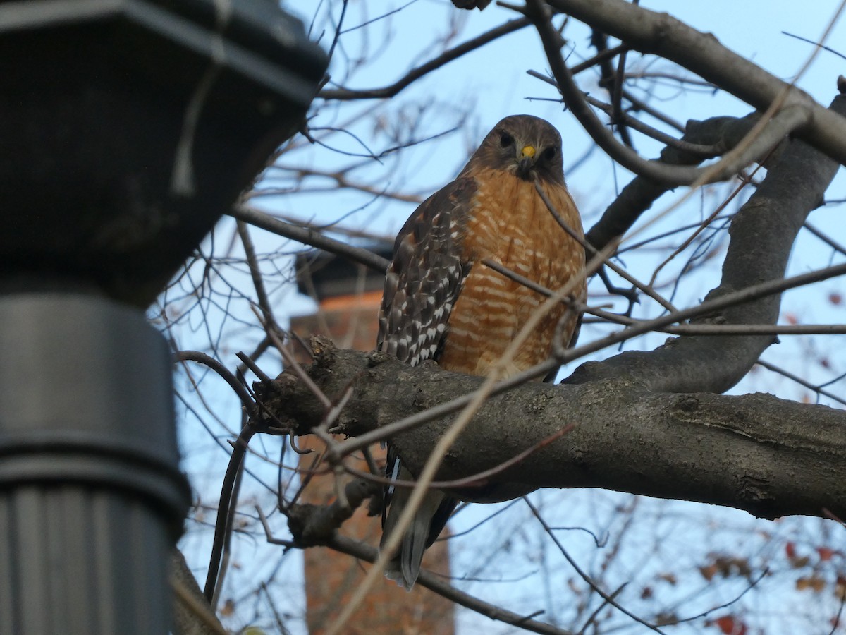 Red-shouldered Hawk - ML394915281