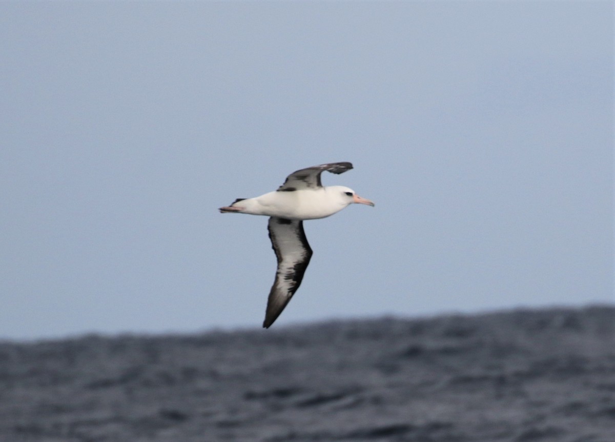Laysan Albatross - ML394915381