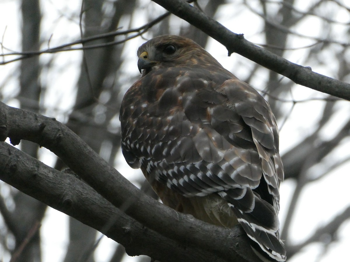 Red-shouldered Hawk - ML394915461