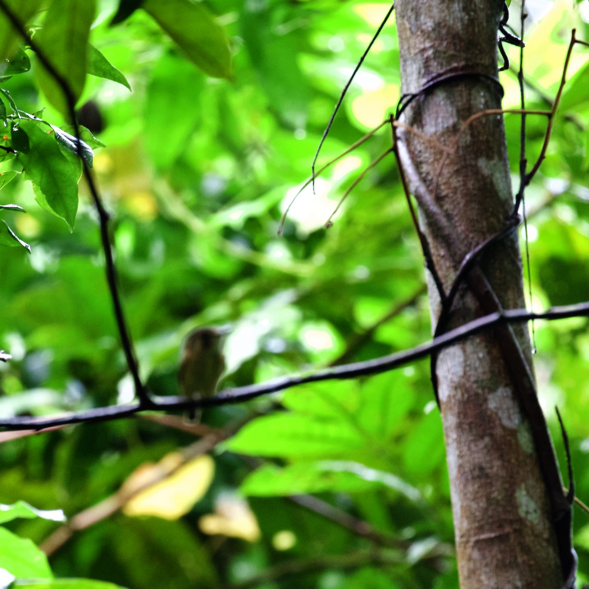 Stub-tailed Spadebill - Peder Svingen