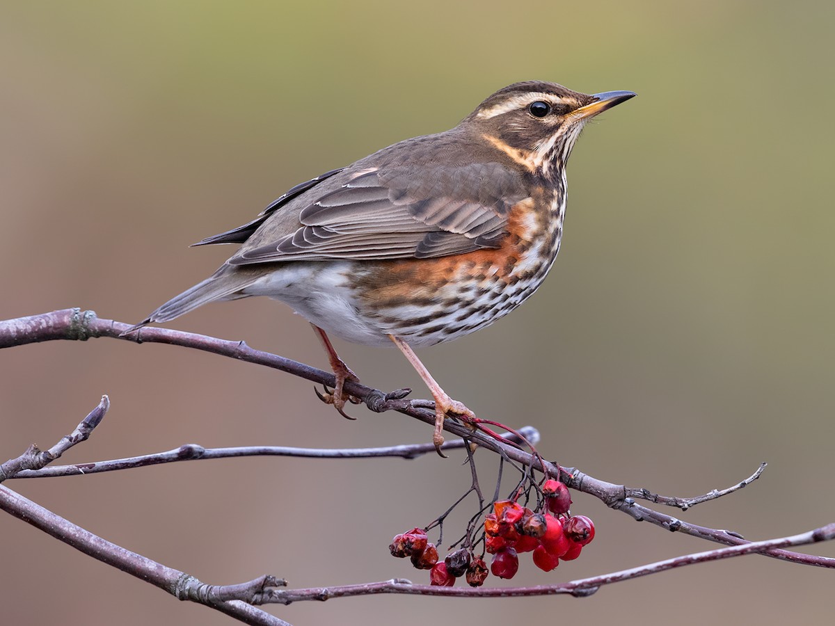 Redwing - Turdus iliacus - Birds of the World