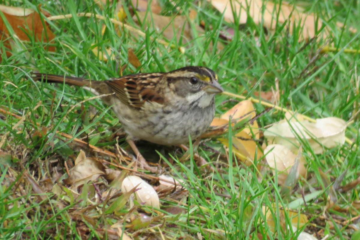 White-throated Sparrow - ML39491701