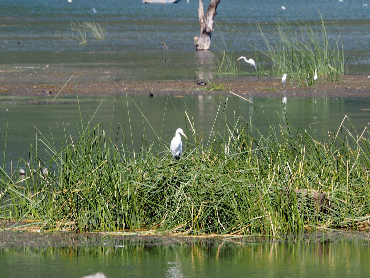 Great Egret - ML394917401