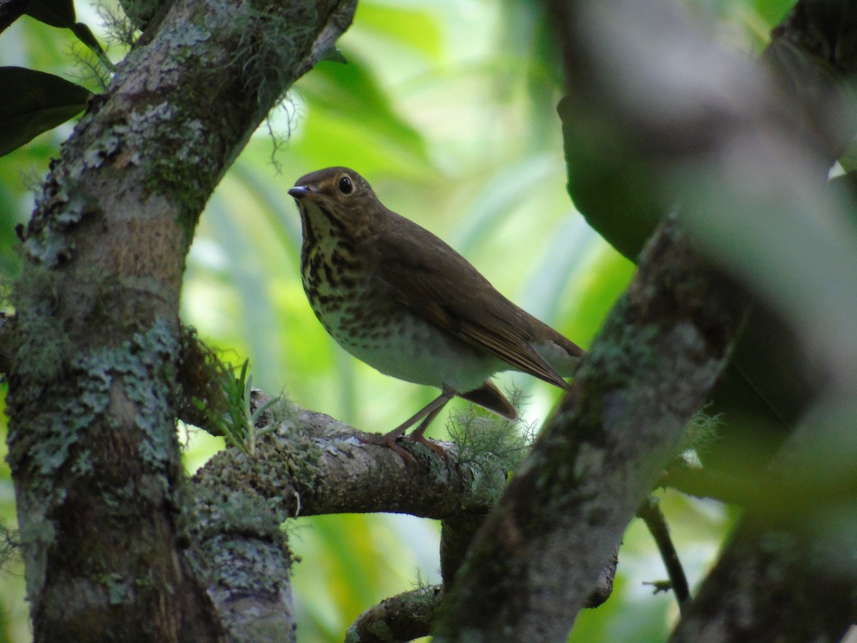 Swainson's Thrush - ML39491801