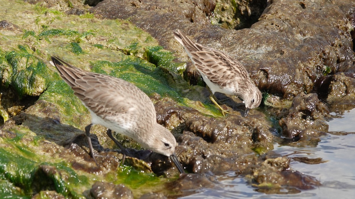 Least Sandpiper - ML394918821