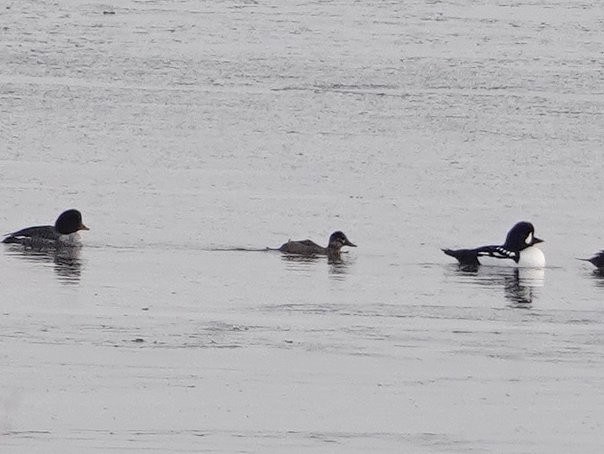 Ruddy Duck - Stuart Tingley