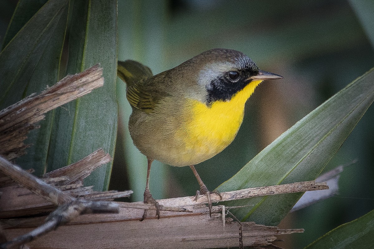 Common Yellowthroat - Glenn Mitchell