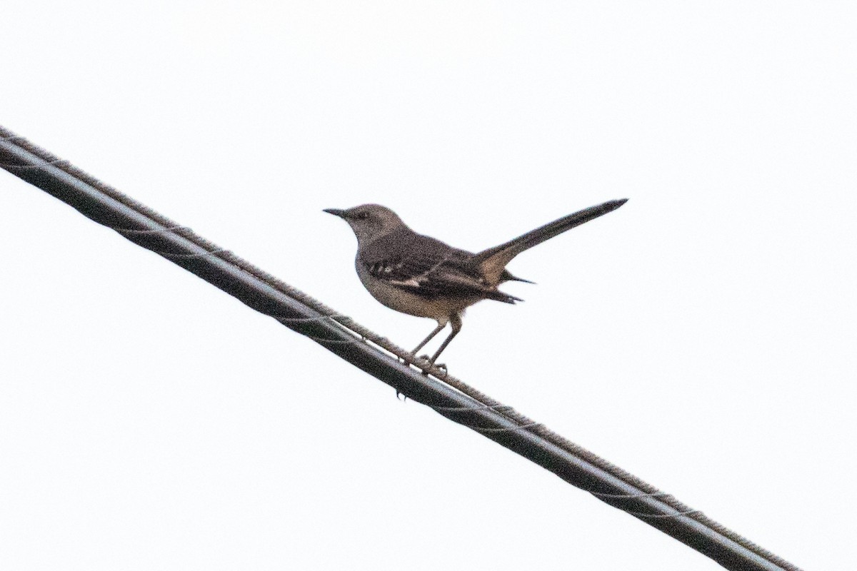 Northern Mockingbird - Glenn Mitchell