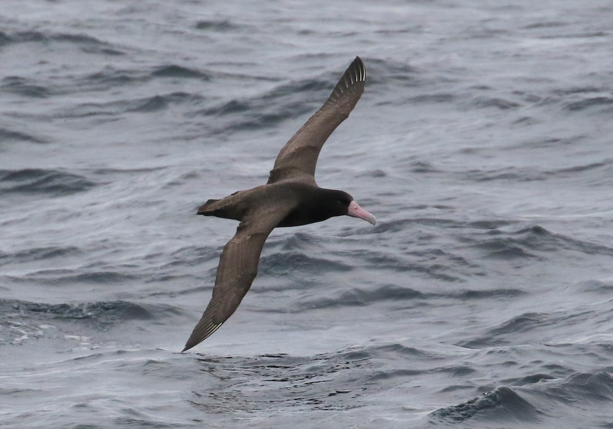 Short-tailed Albatross - ML394922191