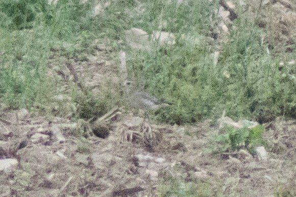 American Golden-Plover - ML394922401