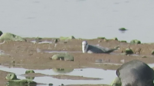 Red Phalarope - ML394922501