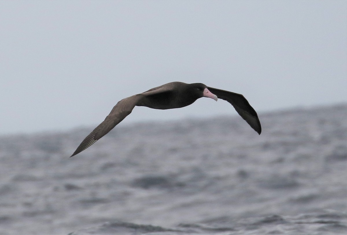 Short-tailed Albatross - ML394922551