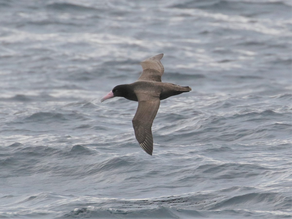 Short-tailed Albatross - ML394923101