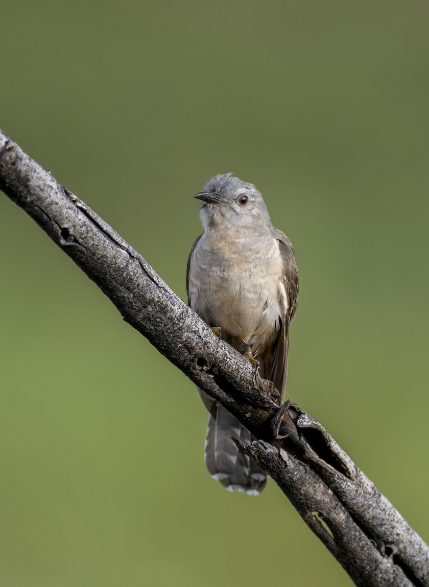 Brush Cuckoo - ML394923131