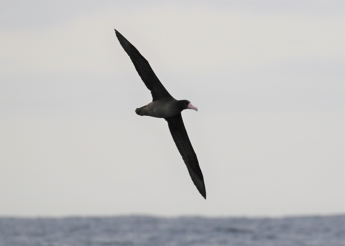 Short-tailed Albatross - ML394923441