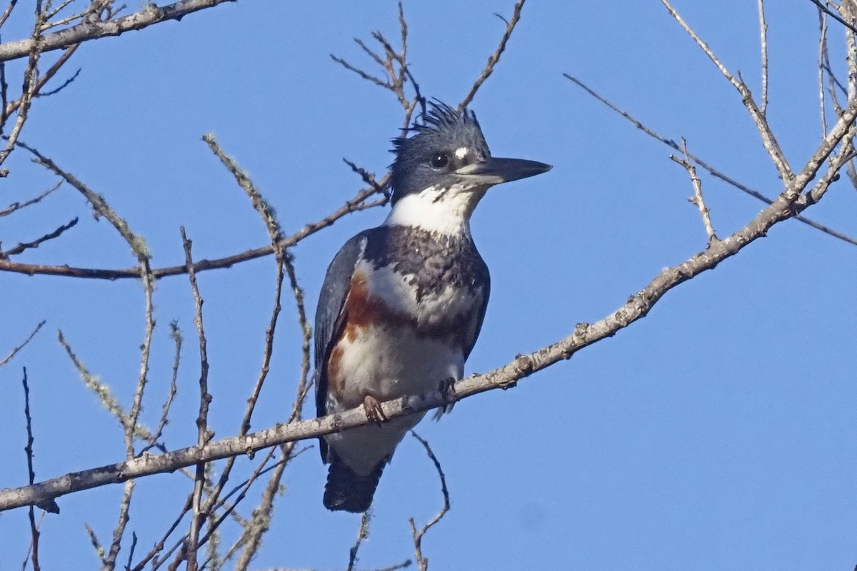 Belted Kingfisher - ML394924861