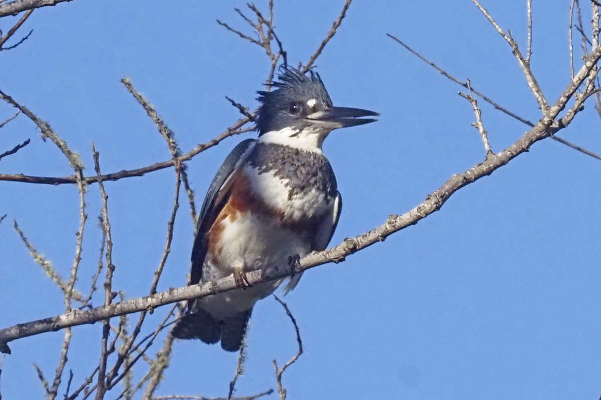 Belted Kingfisher - Donna Pomeroy