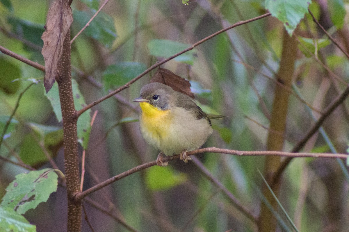 Common Yellowthroat - ML394925751