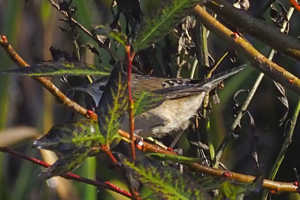 Marsh Wren - ML394925881