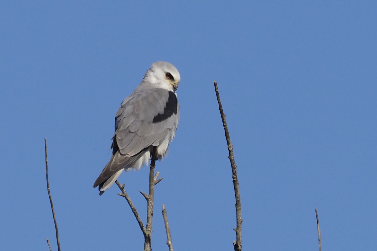 White-tailed Kite - Donna Pomeroy