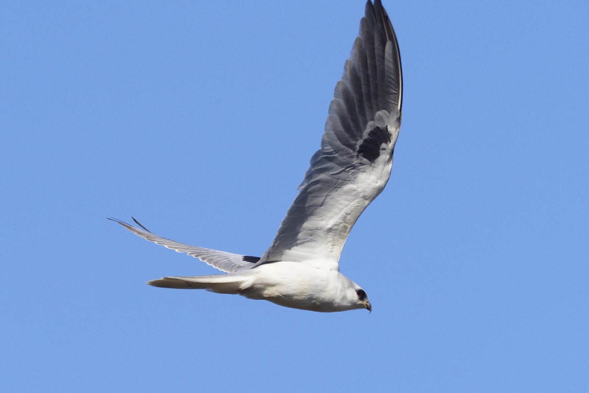 White-tailed Kite - Donna Pomeroy