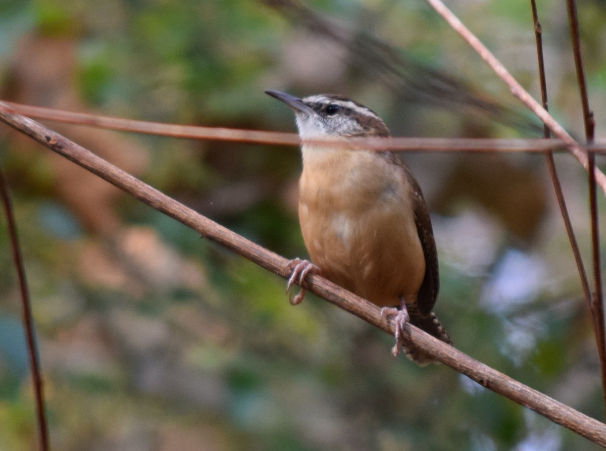 Carolina Wren - Megan and Patrick Blythe