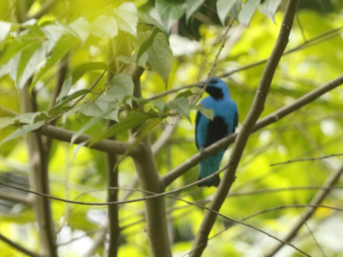 Blue Cotinga - ML394927361