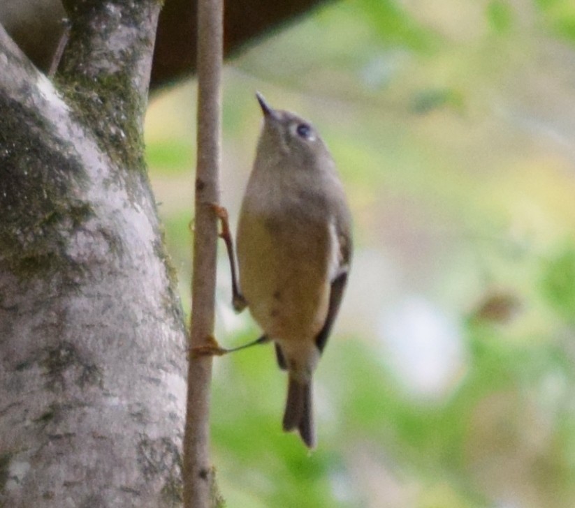 Ruby-crowned Kinglet - Megan and Patrick Blythe
