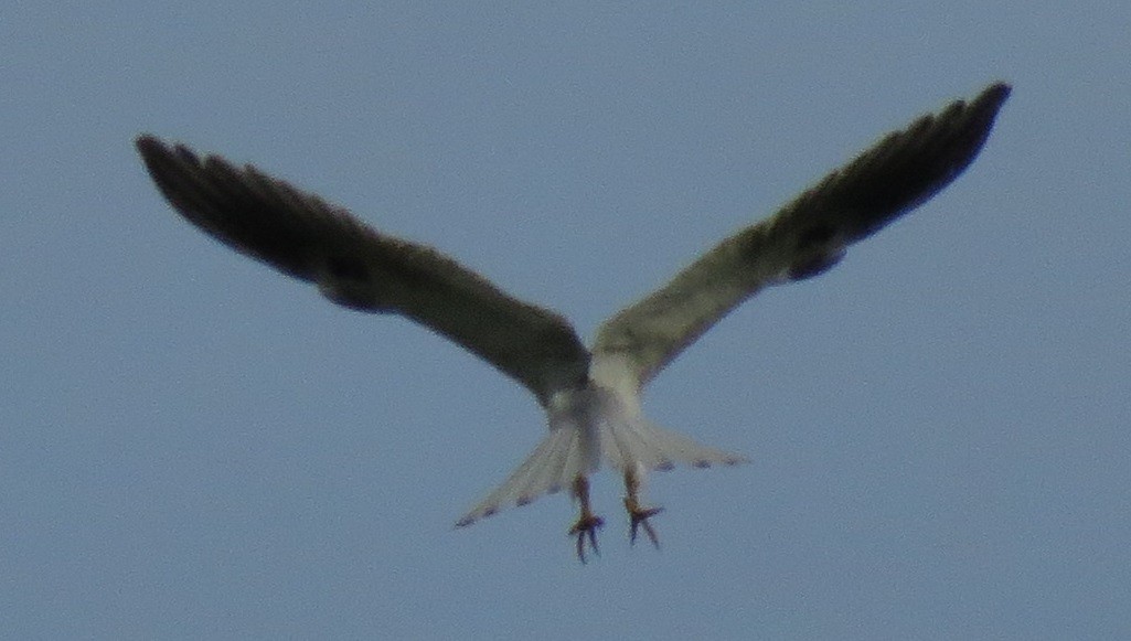 White-tailed Kite - ML39492801