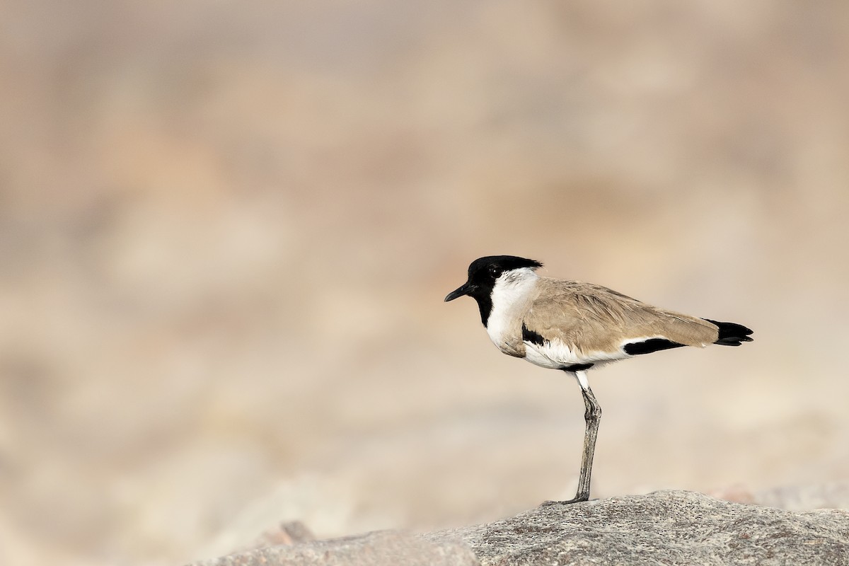 River Lapwing - ML394929771